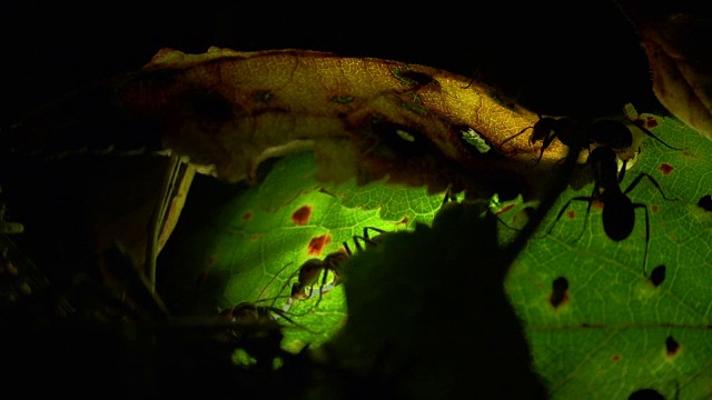 蚂蚁聚集在一片人工照明的叶子上视频下载