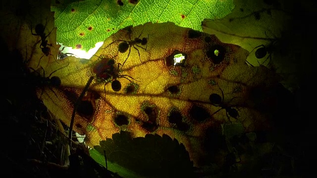 蚂蚁聚集在一片人工照明的叶子上视频下载