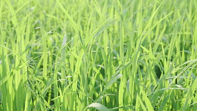 绿色的稻叶随风飘动。视频下载