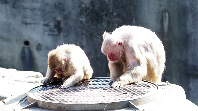 日本的猴子像人类一样行事视频素材