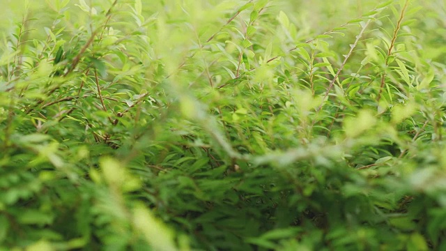 散焦新鲜的绿叶在花园-股票视频视频下载