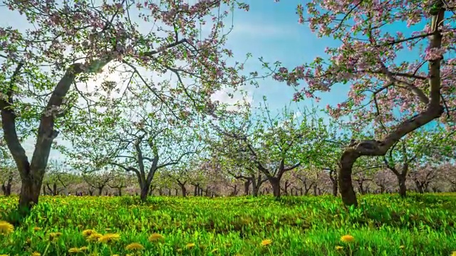 苹果园开花，延时滑块视频素材