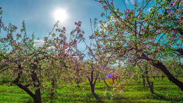 盛开的苹果园，全景延时视频素材