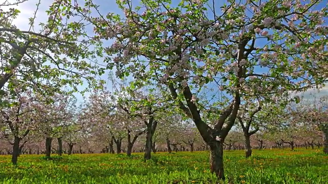苹果园花团锦簇，尽收眼底视频素材