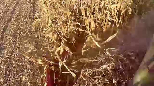 联合收割机在玉米地工作的小屋视图。收获的玉米。视频素材