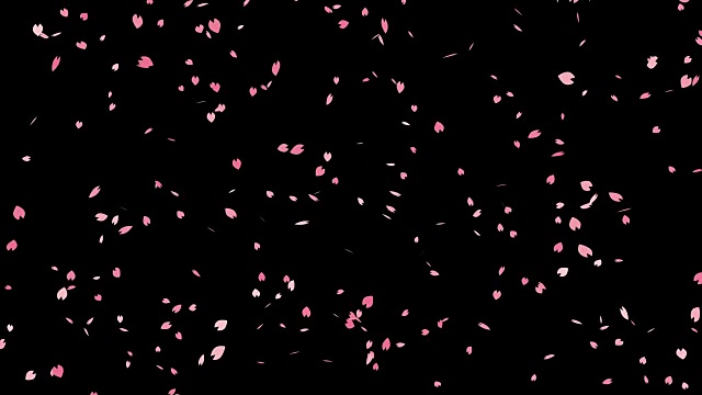 樱花落在黑色背景上，成圈视频素材