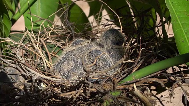 巢中的雏鸟视频素材