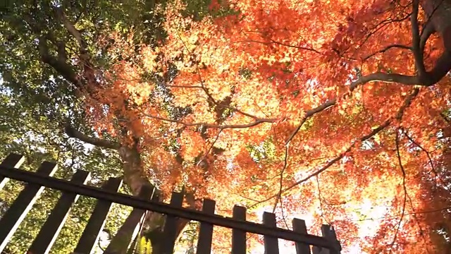 低角度的红枫树干树和绿树在犬山市视频素材