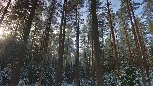 在冰冻的冬天森林里看天空视频素材