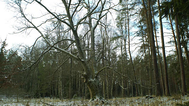 四季-森林中的橡树视频下载