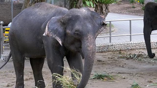 动物园里的大象被链子拴在脚上。缓慢的运动。泰国。亚洲视频素材