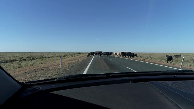 4K牛群穿过澳大利亚内陆沙漠公路视频下载