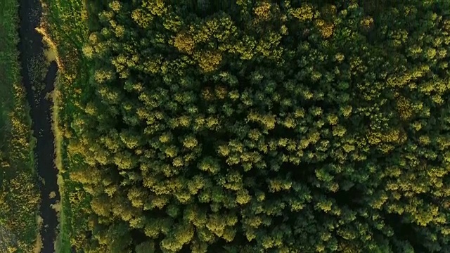 鸟瞰图相机移动从茂密的混合树顶的绿色森林上升视频素材