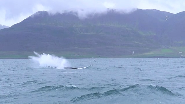 座头鲸在它的自然环境中游泳——冰岛Dalvik视频下载