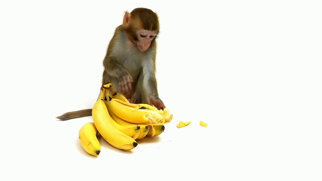 猴子吃香蕉视频素材
