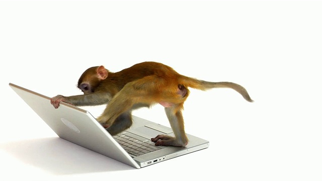 猴子看笔记本电脑视频素材
