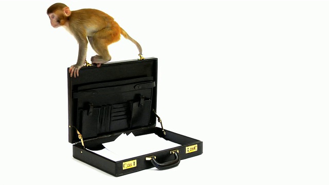 猴子在玩一个打开的公文包视频素材