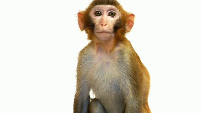 爪哇猕猴猴孤立在白色背景视频素材