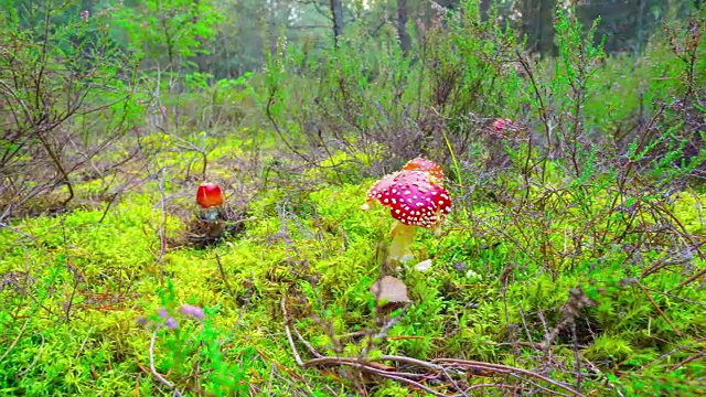 红蝇木耳在秋天的森林里，延时与多莉视频下载