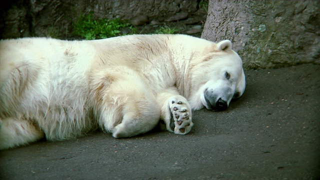 北极熊下蛋视频素材
