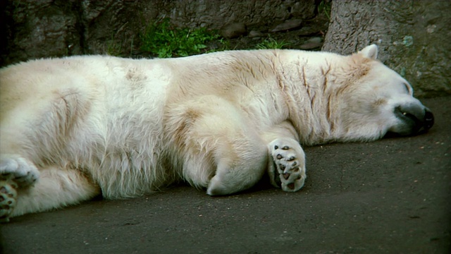 高清-北极熊打盹视频素材