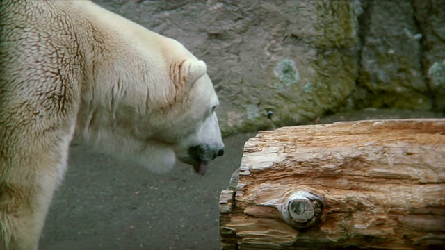 北极熊舔嘴唇视频素材