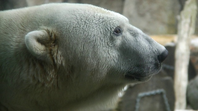 HD -北极熊嗅视频素材