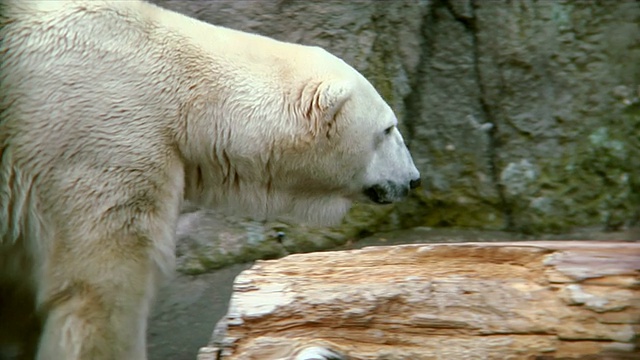 高清-北极熊散步视频素材