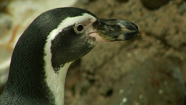 HD -企鹅凝视视频素材