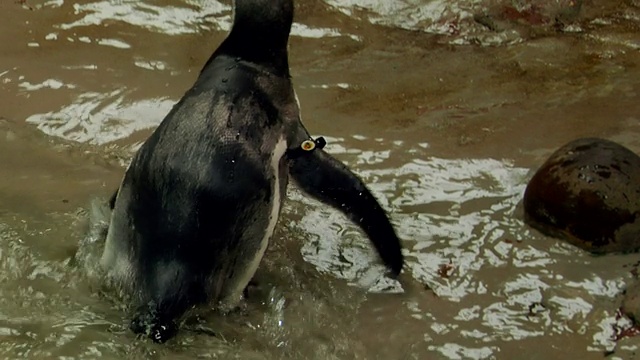 高清-企鹅游泳视频素材