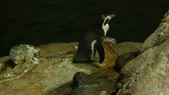 高清-摇摆企鹅视频素材