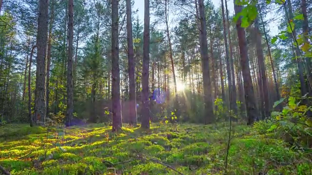 秋天魔法森林里的日落，由起重机延时拍摄视频素材