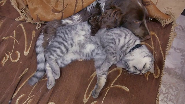 猫和狗在室内一起睡觉搞笑视频。友谊的猫和狗视频素材