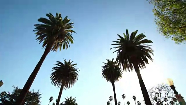 在美国加利福尼亚州比弗利山的棕榈树下开车视频素材