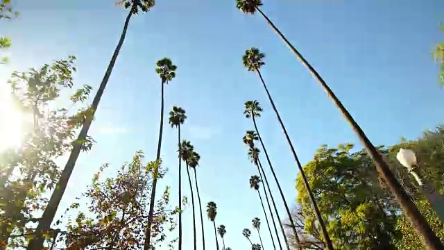 在加利福尼亚州贝弗利山，从下面的棕榈树清澈的蓝天背景视频素材