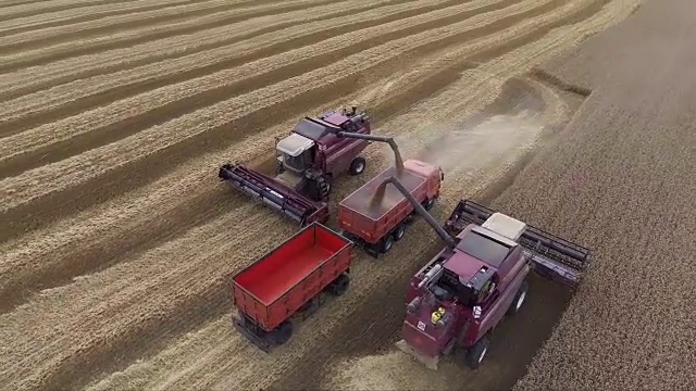 现代联合收割机在田间收获小麦的鸟瞰图。收割机把谷物卸到卡车上视频下载