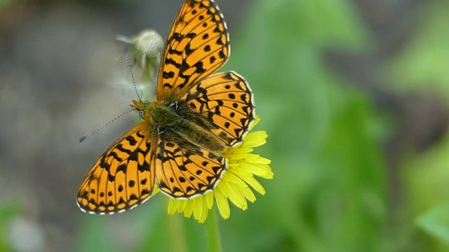夏日森林里，一只橙色的蝴蝶停在蒲公英花上视频下载