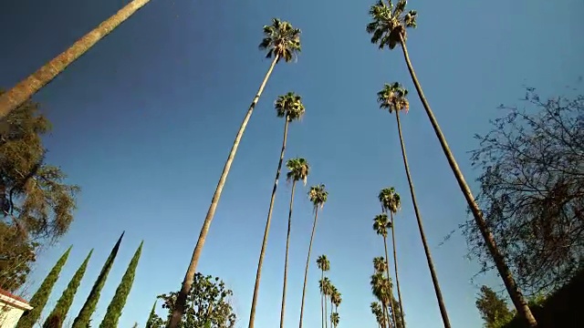 棕榈树开车。比弗利山，洛杉矶，加利福尼亚州视频素材