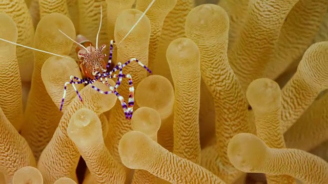 在库拉索岛附近潜水的加勒比海珊瑚礁海葵上的清洁虾的特写视频下载