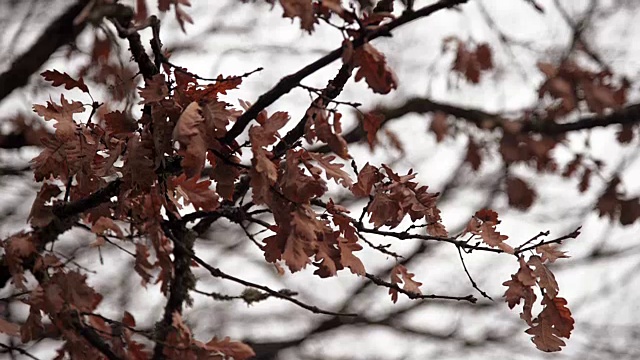 冬天，多云的天空下，树枝上的枯叶。视频素材