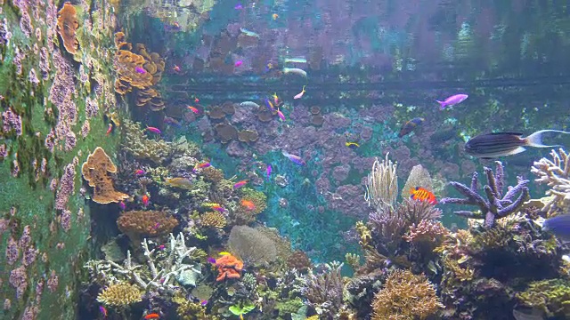 近距离观察:水箱里充满了各种颜色的珊瑚和令人惊叹的鱼视频素材