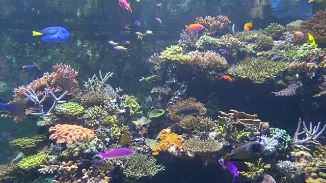 近距离观察彩色水箱，里面装满了在珊瑚周围游动的五颜六色的鱼视频素材