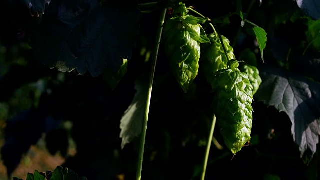 阳光下的成熟啤酒花球果视频素材
