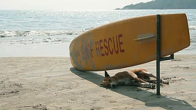 在海滩上冲浪救援板下睡觉的狗视频下载