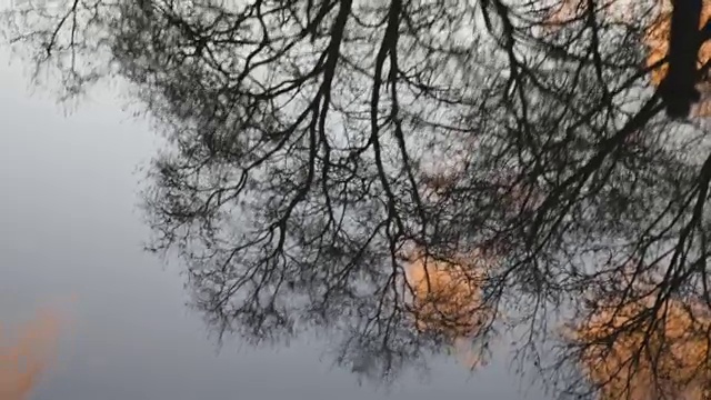 水潭倒映着秋树和晨光视频素材