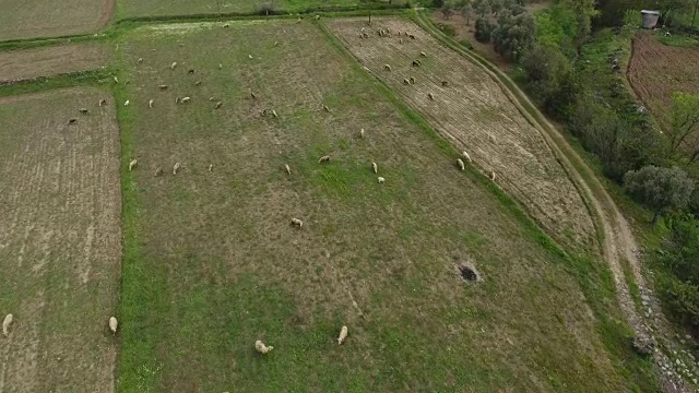 在土耳其的安纳托利亚，放养的羊正在喂养视频素材
