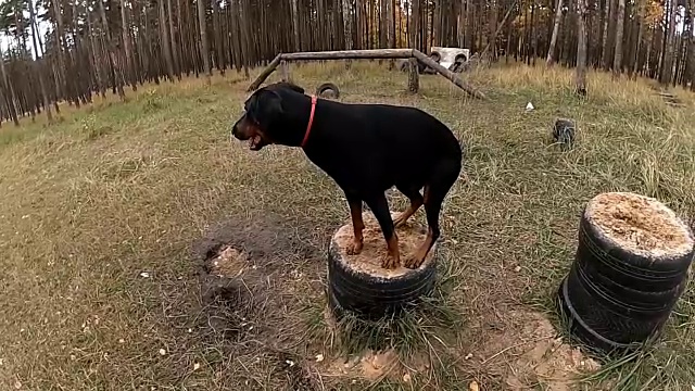 杜宾在操场上训练狗，从一个站跳到另一个站视频下载