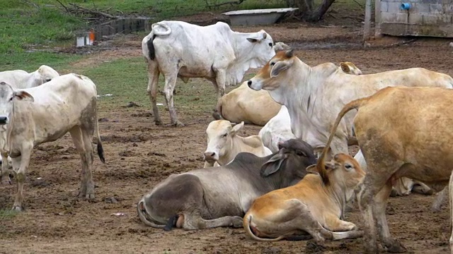 一群泰国奶牛在亚洲肮脏的牧场上吃草。开放的奶牛农场。泰国。慢动作视频下载