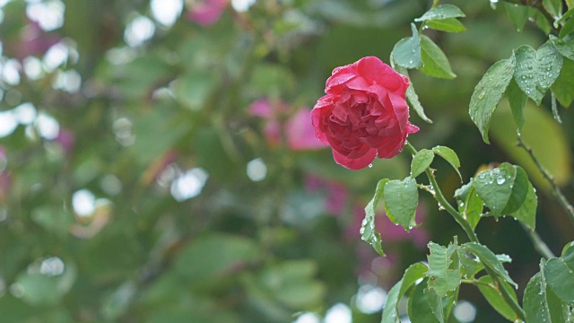 雨中树上的红玫瑰，以散叶为背景视频素材