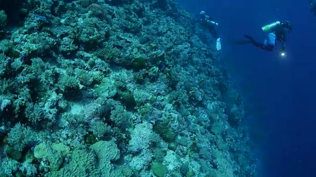 珊瑚礁里的海龟视频素材